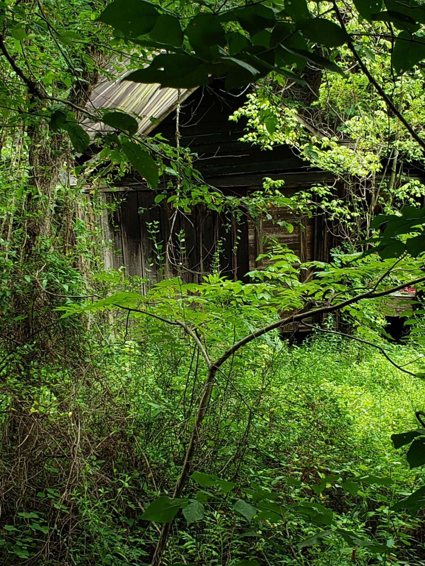 0 Lower Caney Valley Road Tazewell, TN 37879 - Photo 13 of 13 unnamed