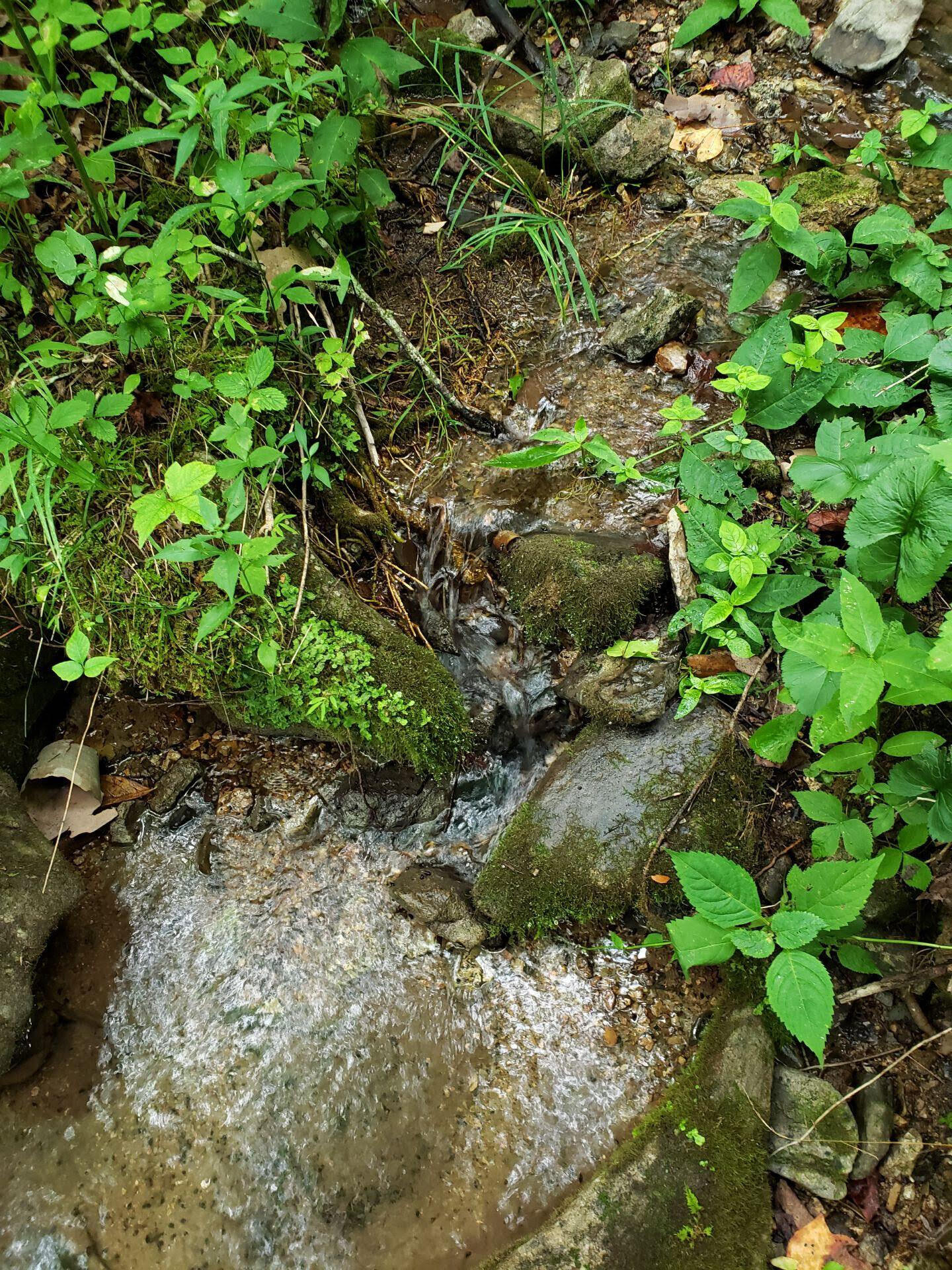 0 Lower Caney Valley Road Tazewell, TN 37879 - Photo 8 of 13 unnamed (8)