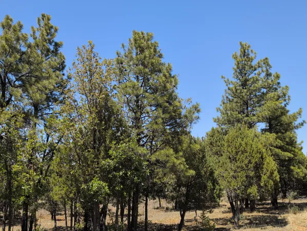 $62,500 | 2869 Roundup Circle, Happy Jack, AZ 86024