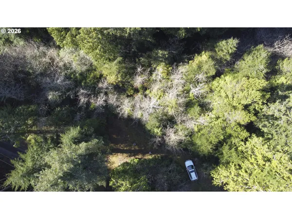 a black and white photo of a forest