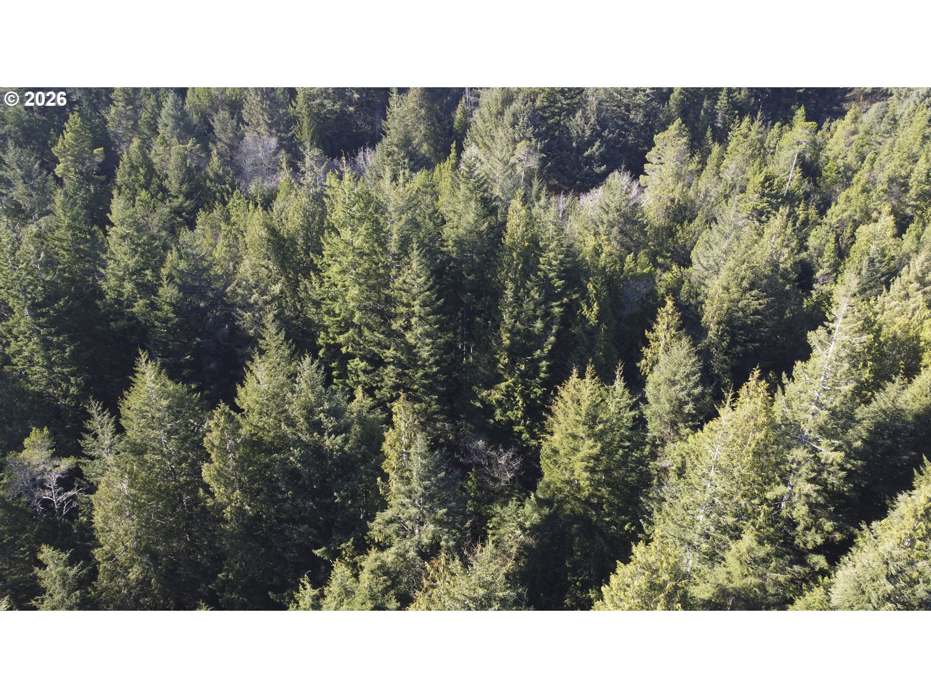Cedar Lane, Unit 112 Florence, OR 97439 - Photo 7 of 12 a black and white photo of a forest