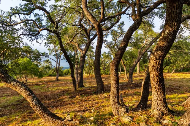 a view of yard with trees
