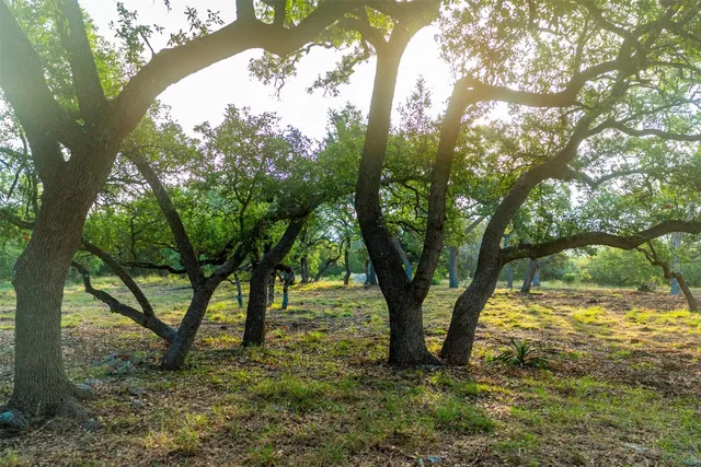 a view of a trees in a yard