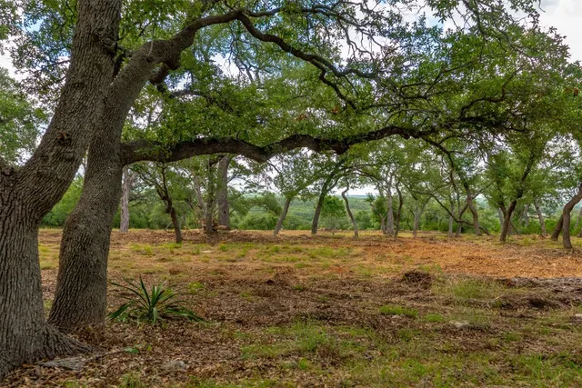 a view of a yard with a tree