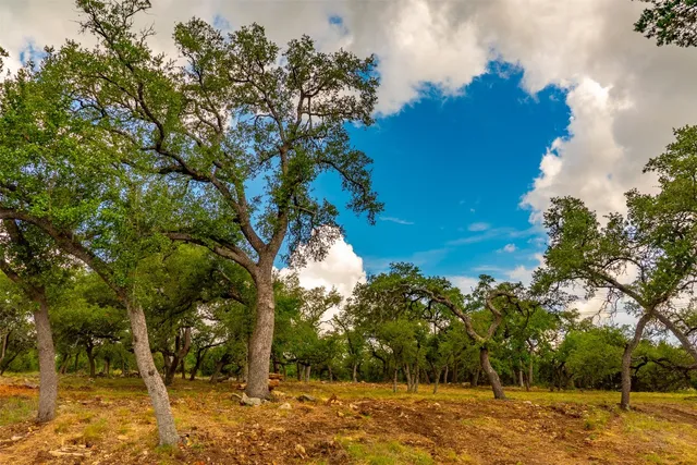 a view of a yard with plants and trees