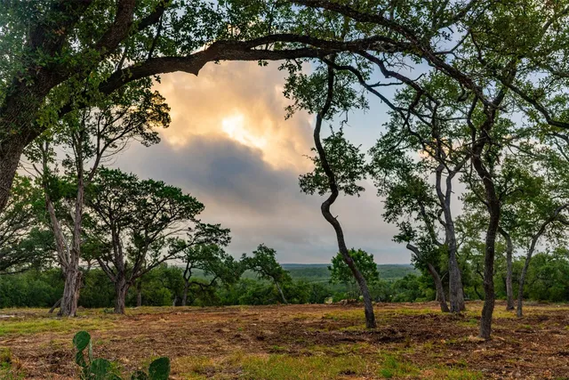 a view of a yard with a tree