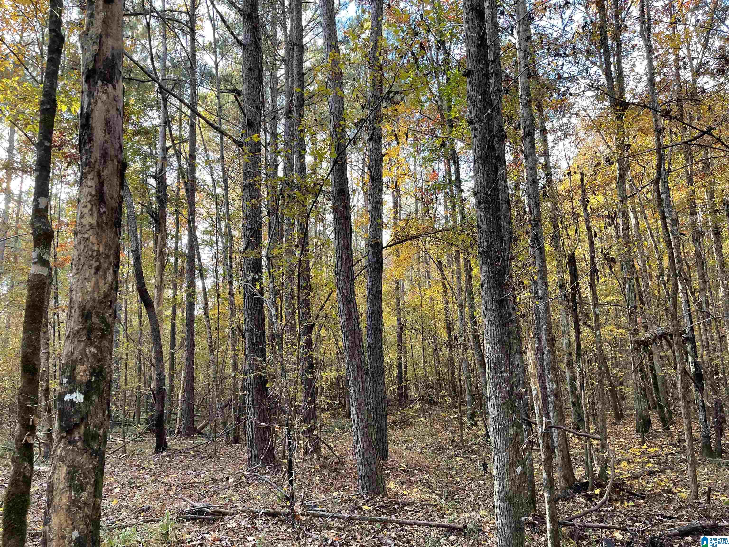 -mjhs Bone Dry Road, Unit 1 Kimberly, AL 35091 - Photo 4 of 4