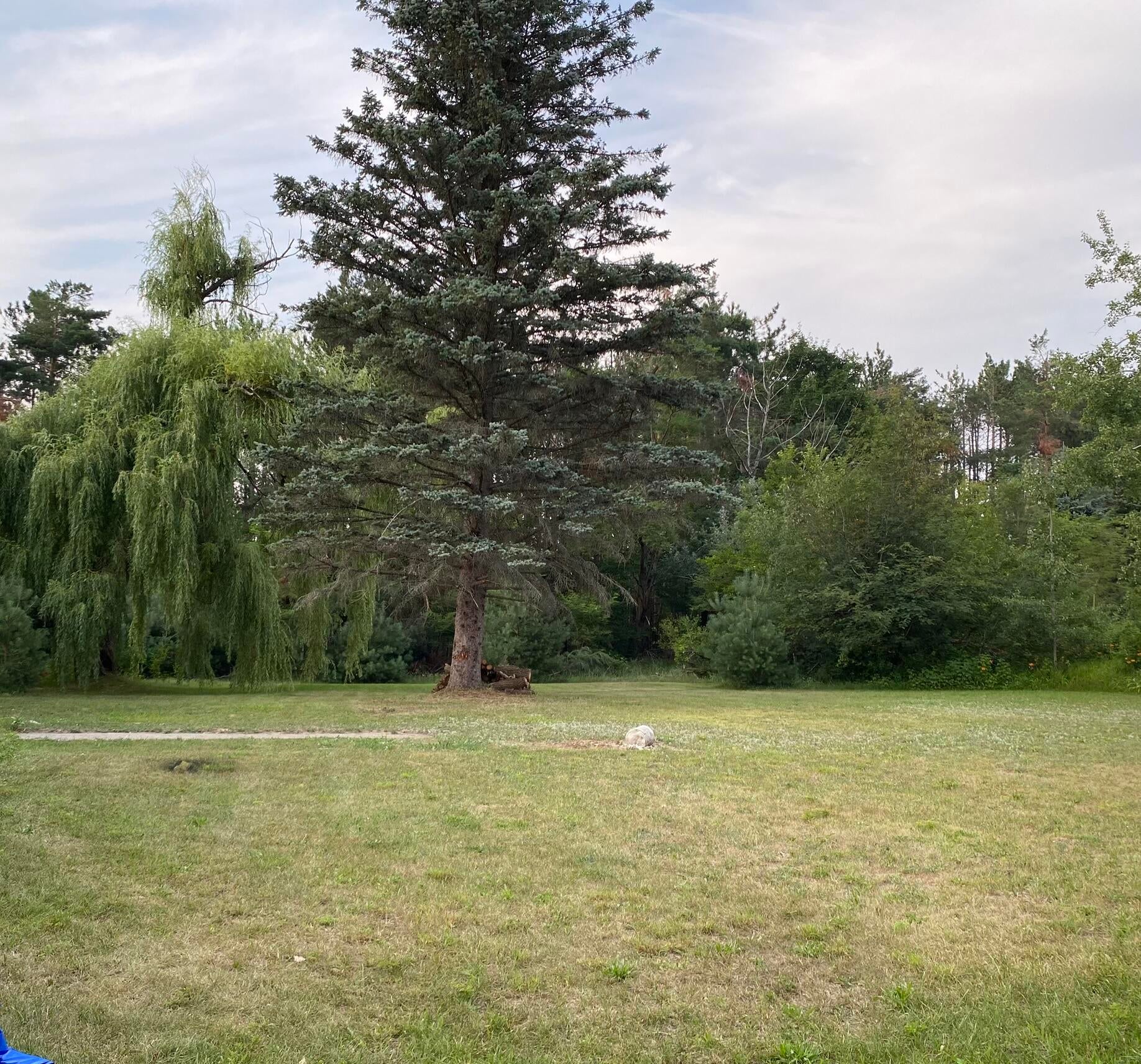 7729 Airport Road Vanderbilt, MI 49795 - Photo 24 of 60 Side Yard 3