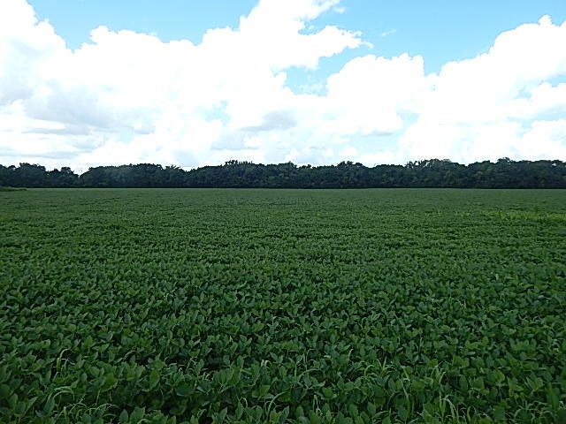 5920 Sheldon Road Blissfield, MI 49228 - Photo 17 of 20 DSCN8675