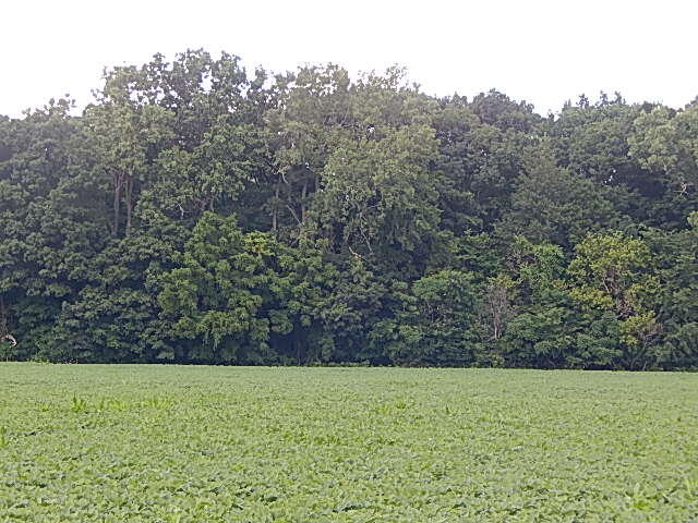 5920 Sheldon Road Blissfield, MI 49228 - Photo 19 of 20 DSCN8678