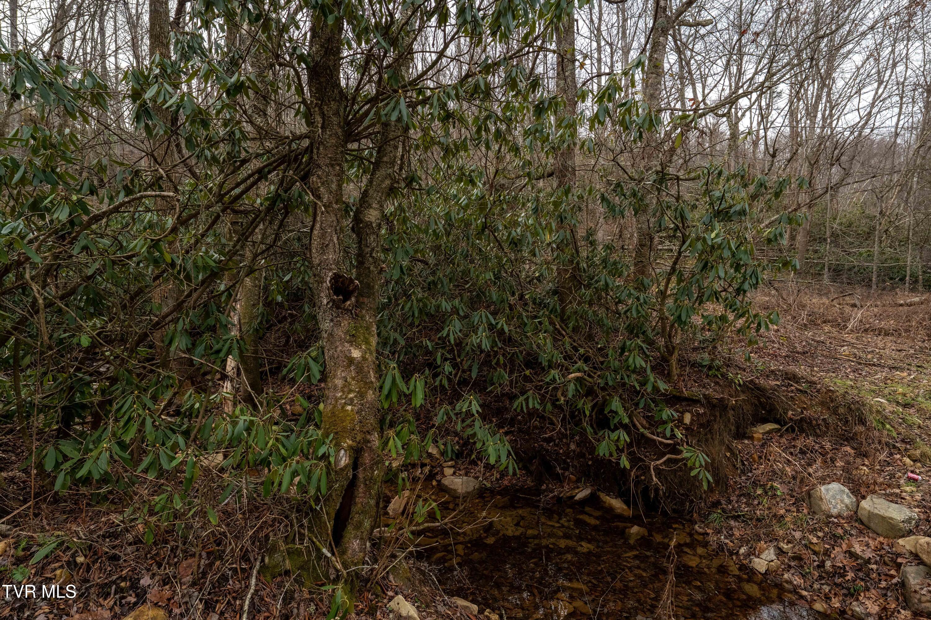 Tbd Laurel Road Mountain City, TN 37683 - Photo 25 of 37 TBD Laurel Rd (39 of 39)