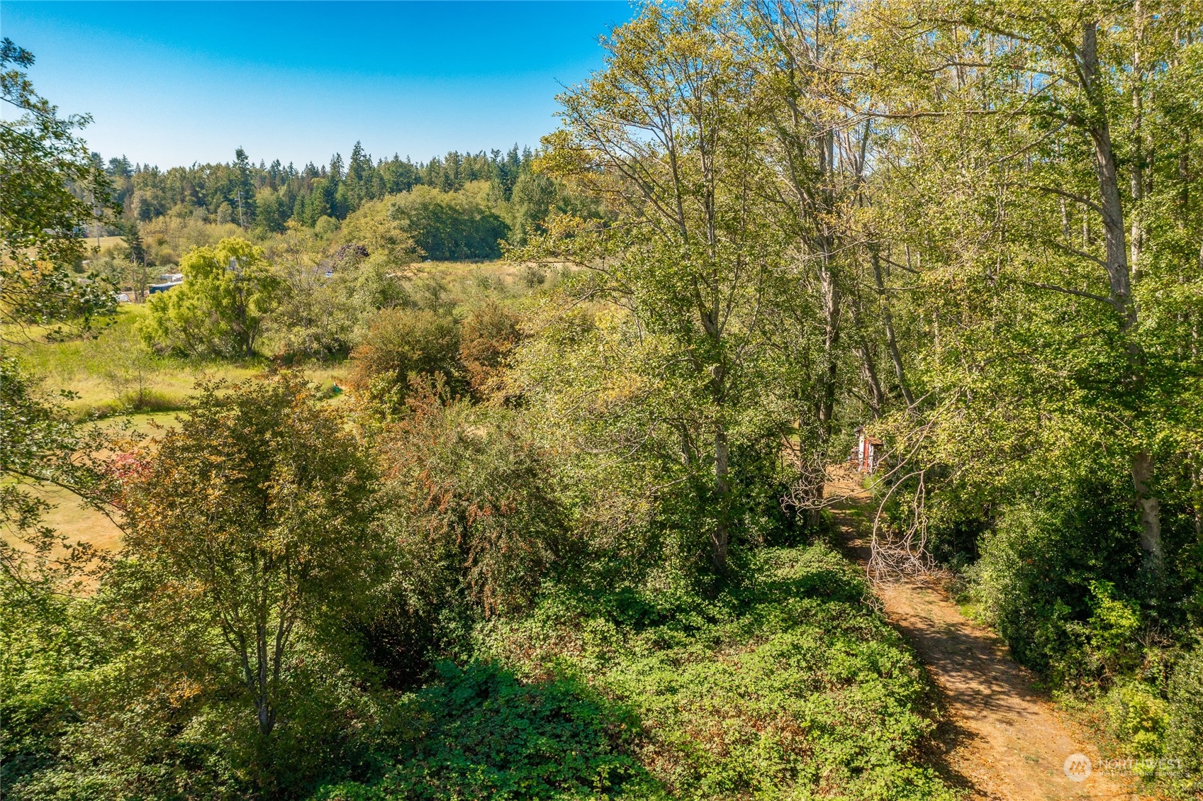8141 Percie Road Custer, WA 98240 - Photo 15 of 22 a view of a forest with a tree