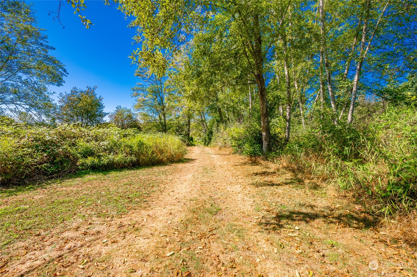 8141 Percie Road Custer, WA 98240 - Photo 3 of 22 a view of a yard with trees