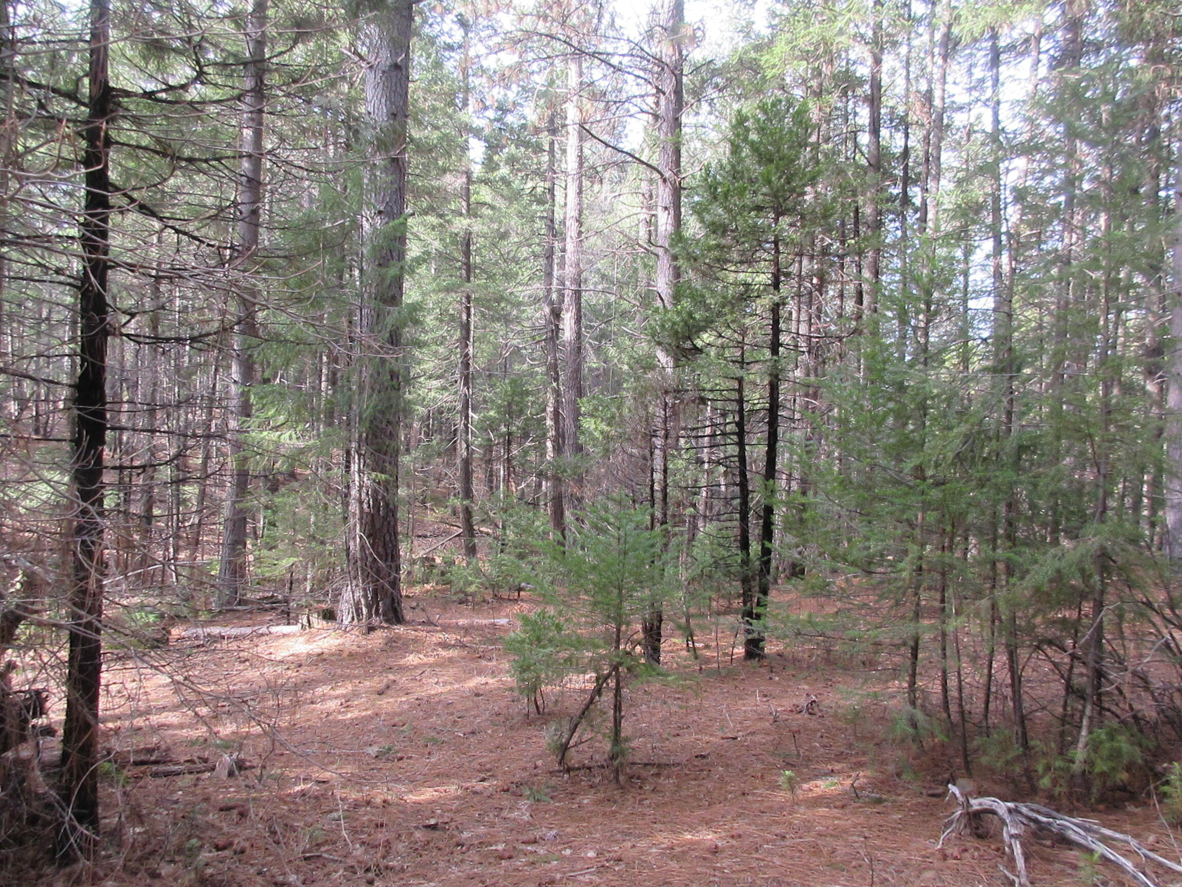 30425 Frontier Road Oak Run, CA 96069 - Photo 16 of 35 IMG_0116