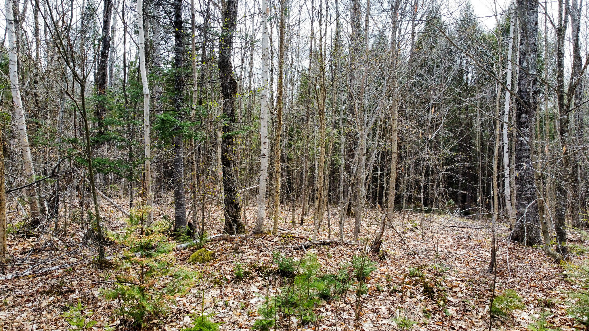 Lot 25 Woodland Ridge Road Danforth, ME 04424 - Photo 18 of 19