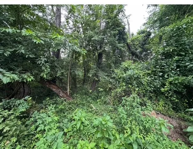 a view of a forest with a tree
