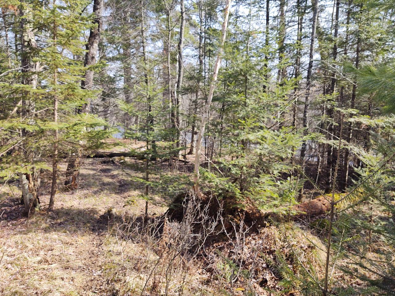 4.8-acre Sweitzer Road Winter, WI 54896 - Photo 11 of 20 Gallery Image 11