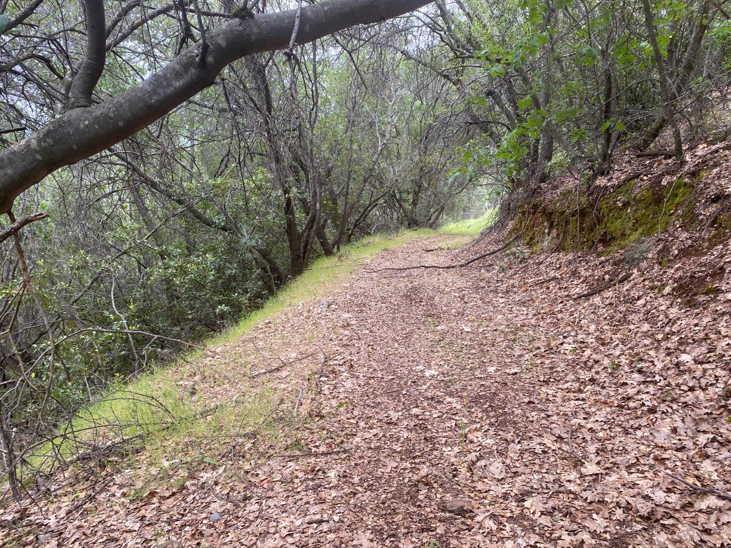 5021 Banbury Cross Road Shingle Springs, CA 95682 - Photo 84 of 92 view of wooded trail behind the house leads to the upper area of the property.