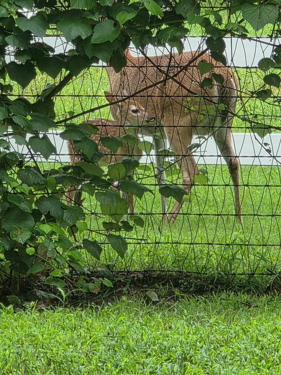 9801 Bellechase Road Granbury, TX 76049 - Photo 3 of 40 a view of a yard