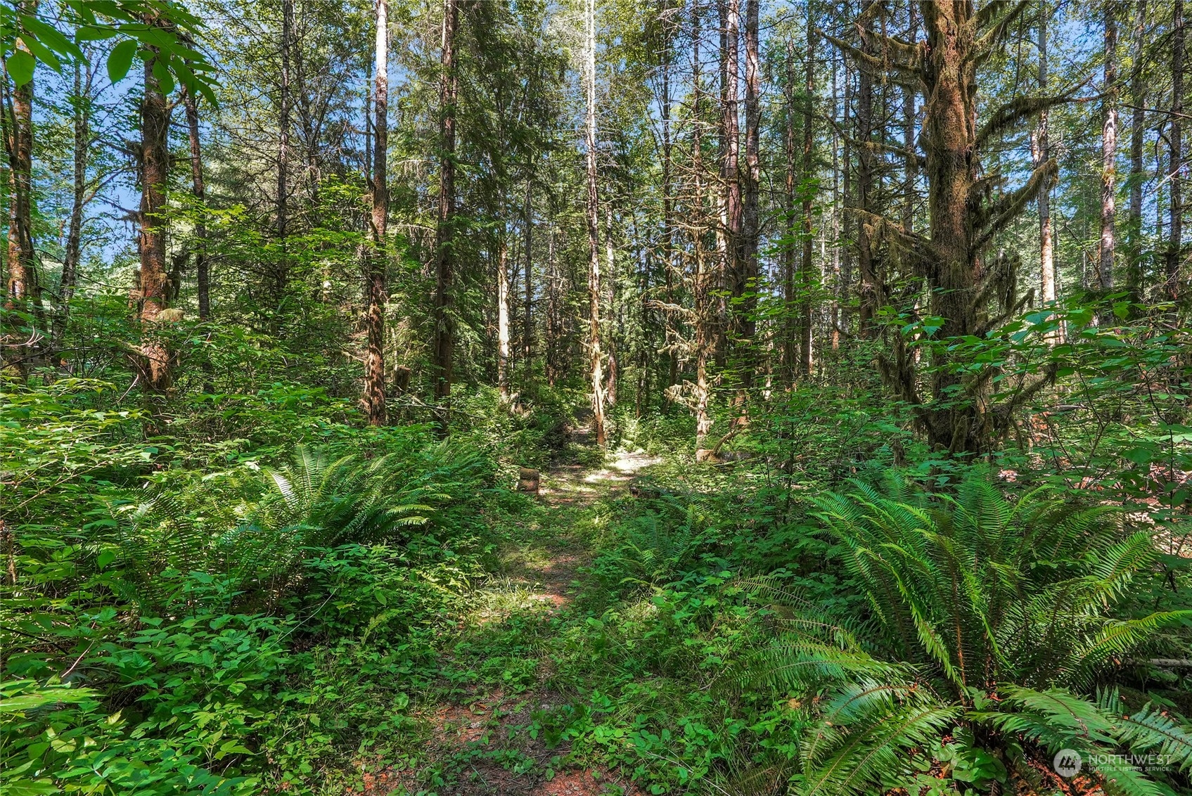 8110 Skinner Road Granite Falls, WA 98252 - Photo 24 of 30 a view of a forest