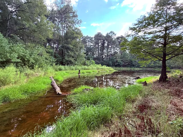 a view of a park with large trees
