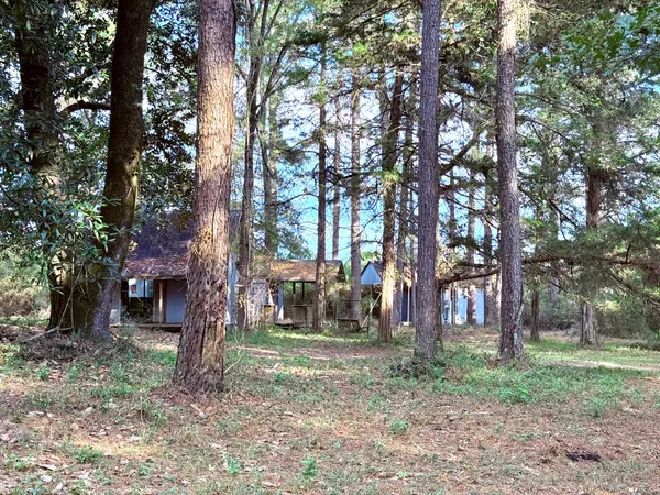 a view of a yard with plants and trees