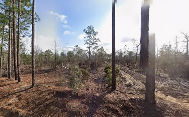 a view of a forest with a tree