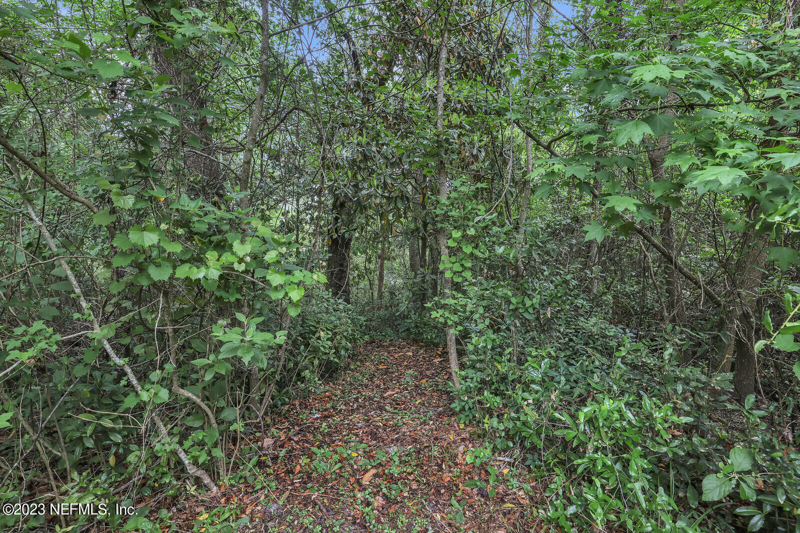 4250 Banks Road Middleburg, FL 32068 - Photo 11 of 48 a view of a forest with lots of trees