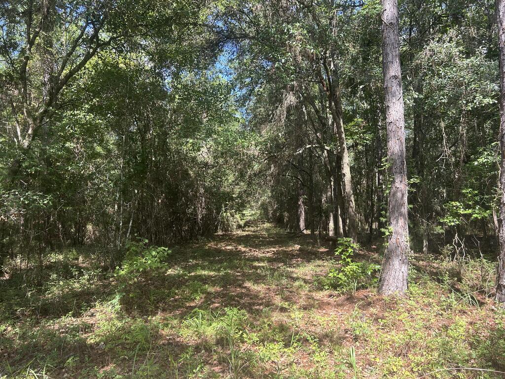 8350 South Co Road Cottonwood, AL 36320 - Photo 70 of 79 Gallery Image 70