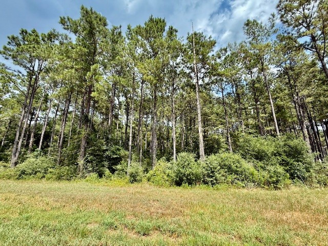 10790 Ruger Road Willis, TX 77378 - Photo 10 of 18 a view of a yard with plants and large trees