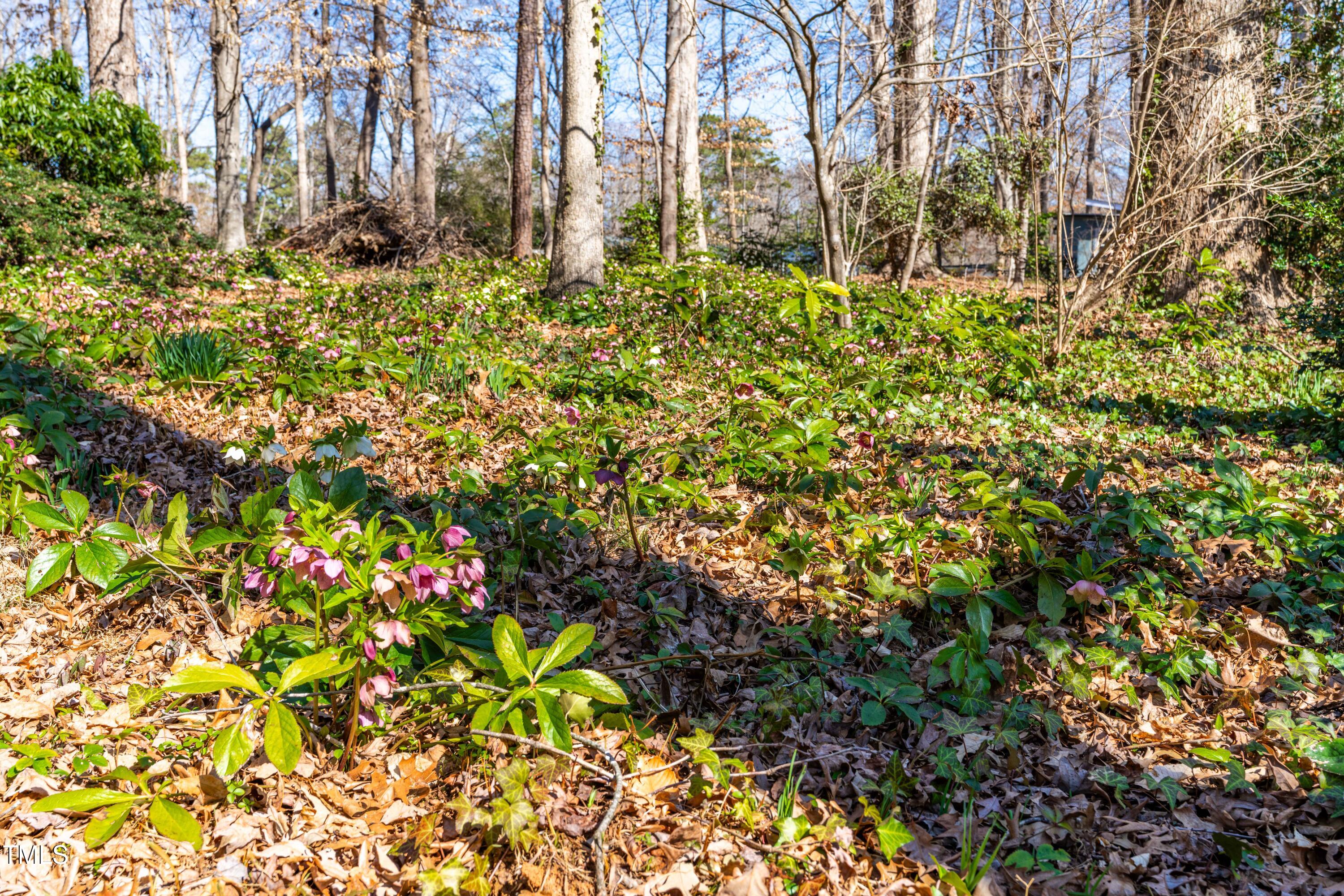 6500 Brandywine Road Raleigh, NC 27607 - Photo 33 of 41 a view of a bunch of flowers