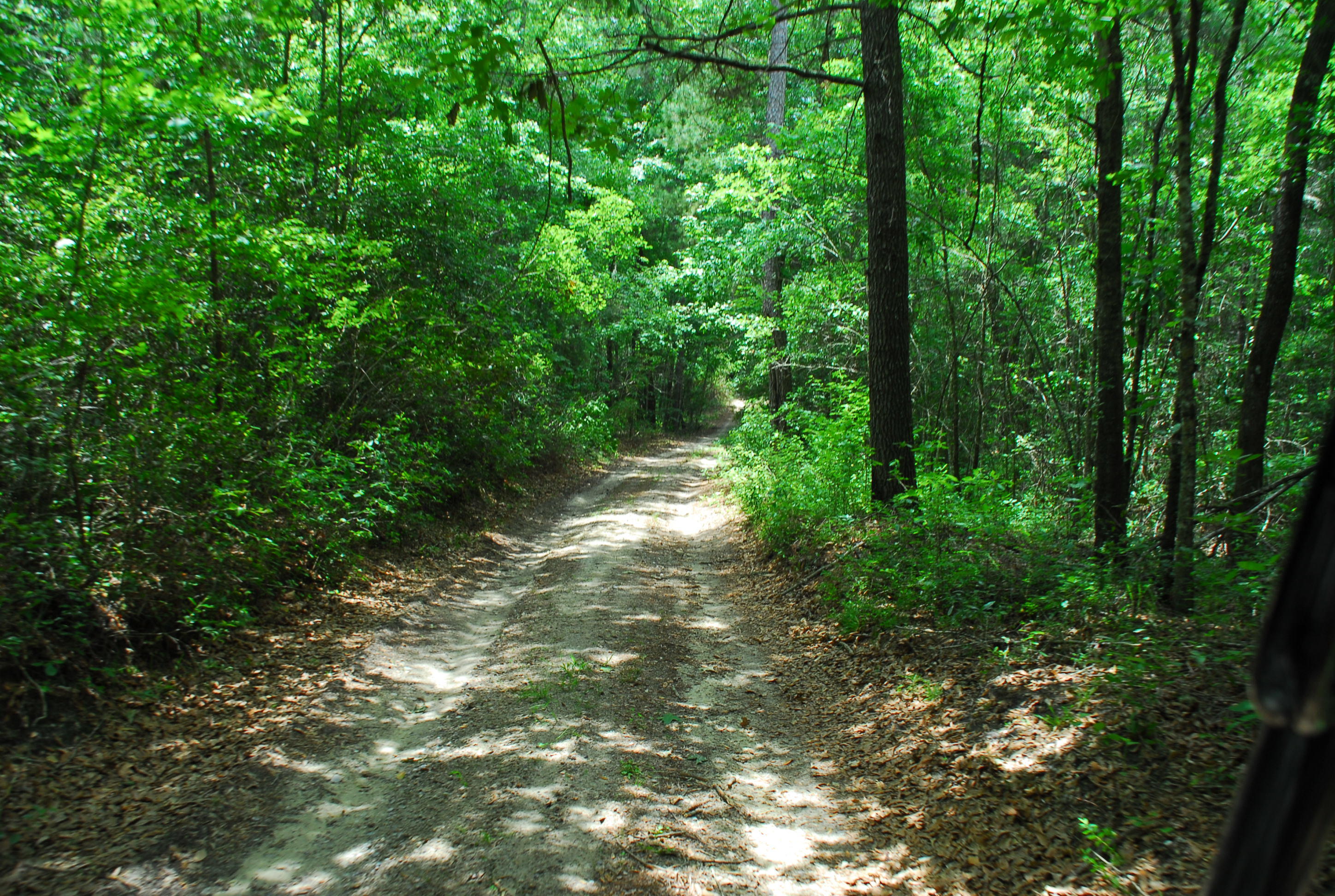 409 Ribbon Road Summerville, SC 29483 - Photo 9 of 9 trailview - Copy