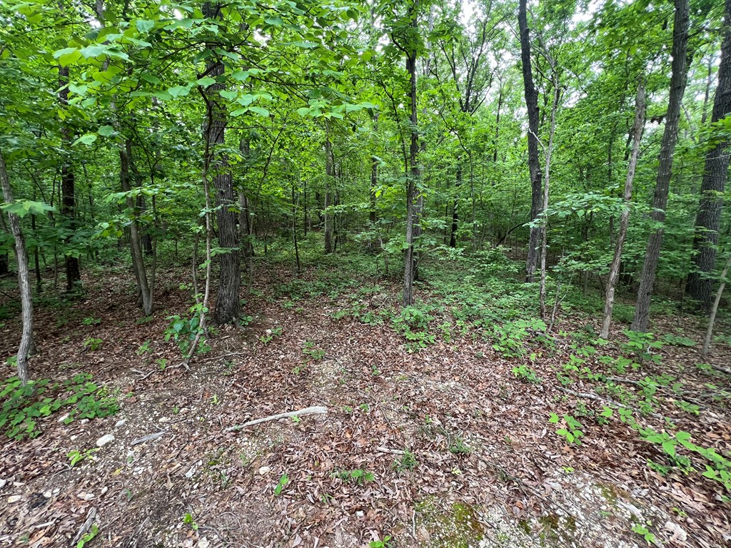 0 Haig Ml Lk Road Dalton, GA 30720 - Photo 4 of 6