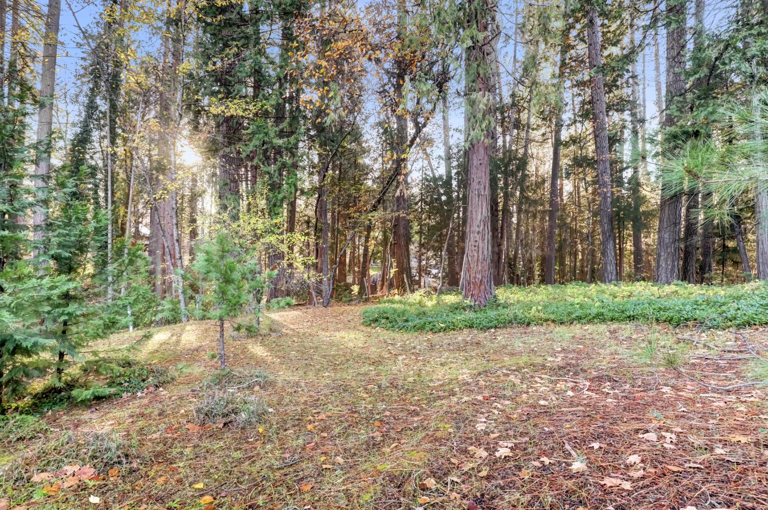 364 Gracie Road Nevada City, CA 95959 - Photo 14 of 59 a backyard of a house with lots of green space
