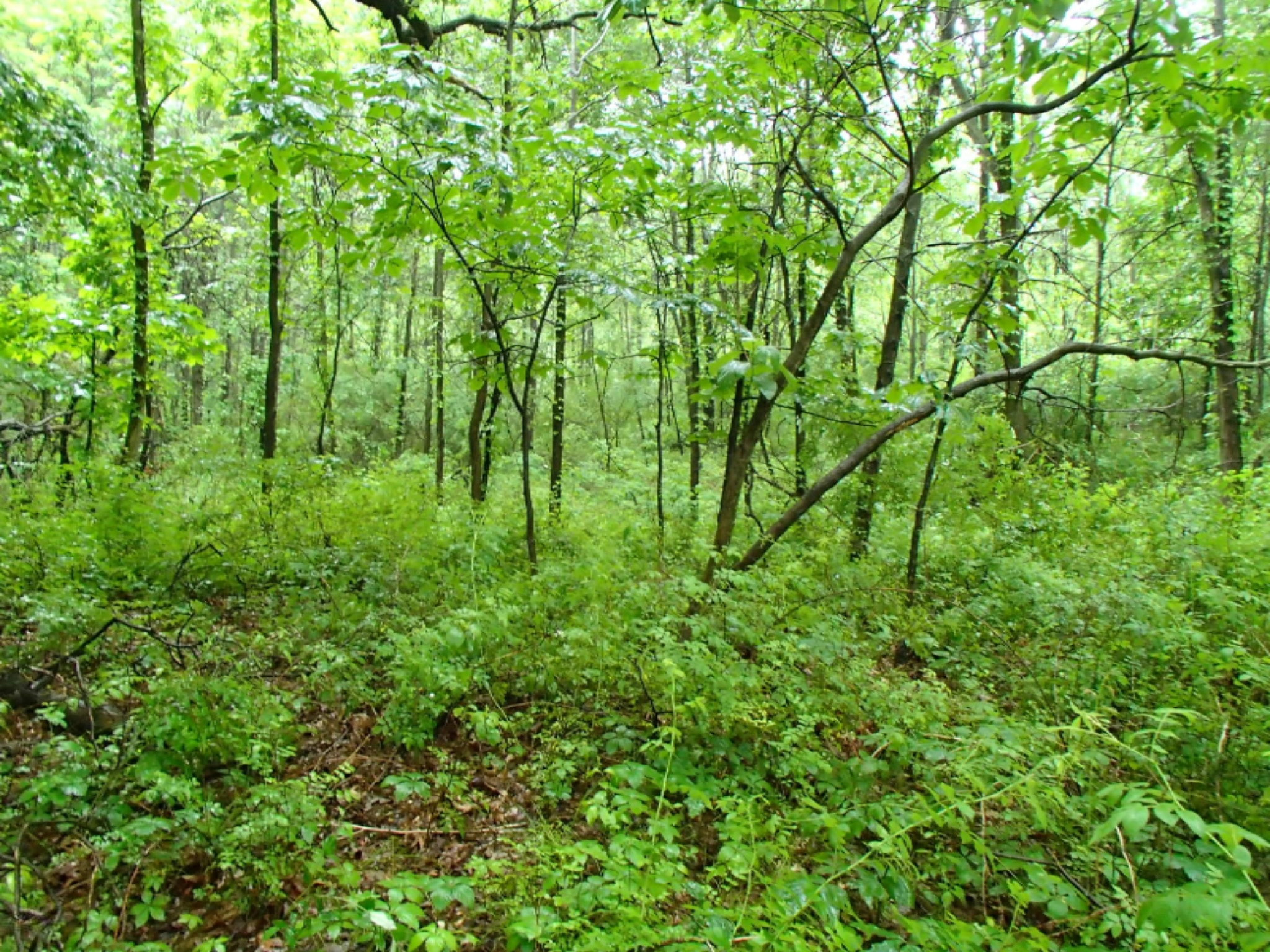 0 17 17 Mile Road Marshall, MI 49068 - Photo 4 of 8 P6130460