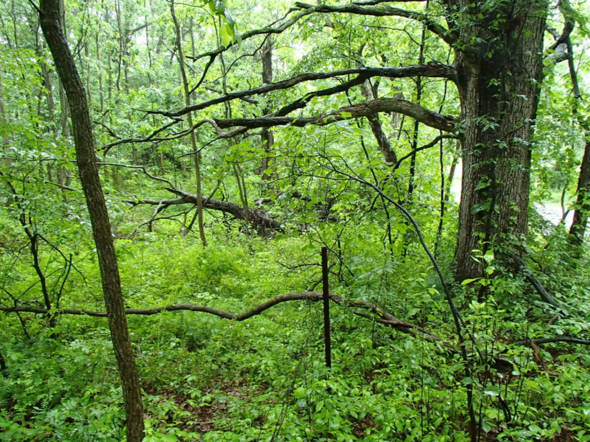 0 17 17 Mile Road Marshall, MI 49068 - Photo 5 of 8 P6130462