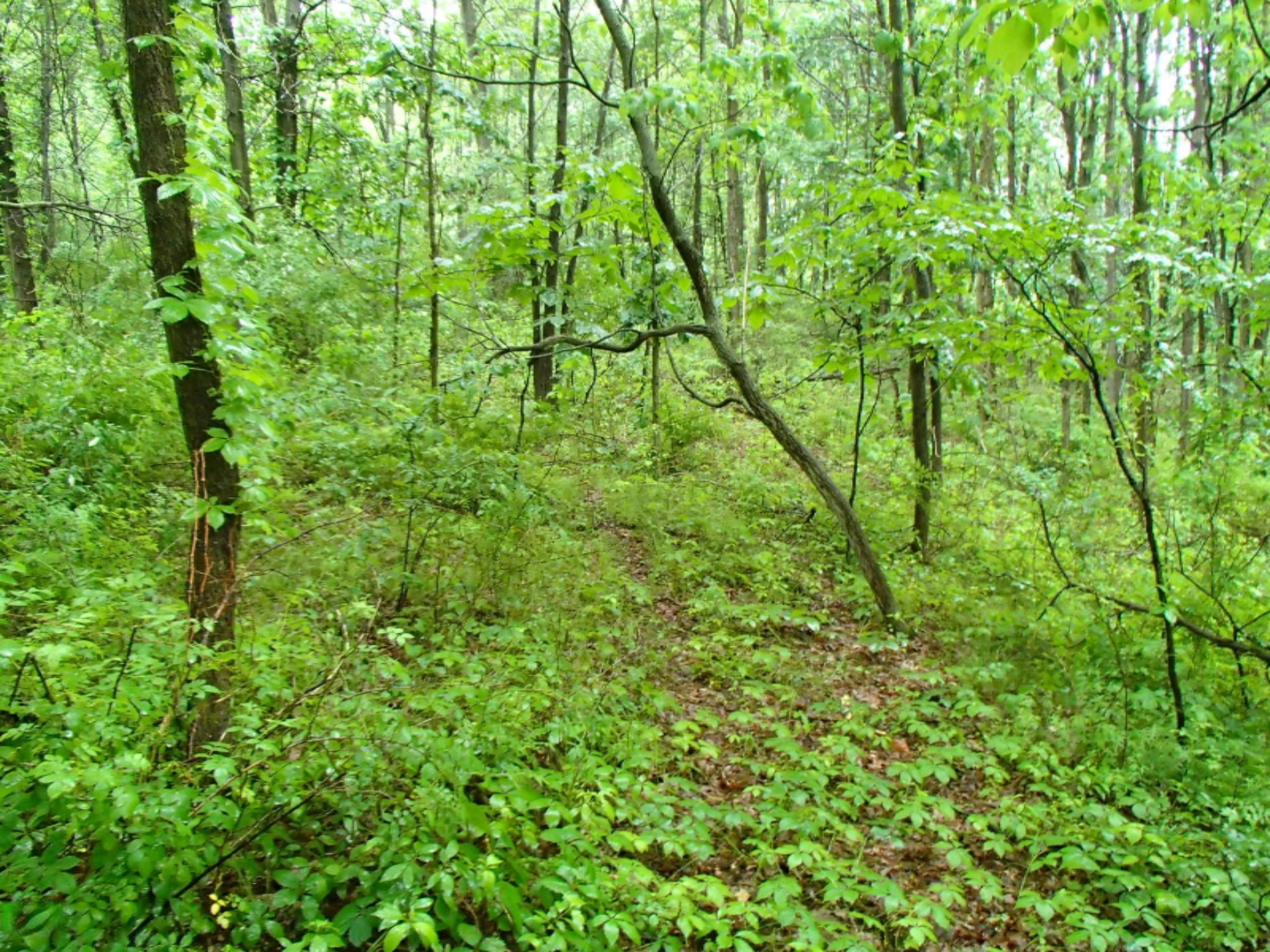 0 17 17 Mile Road Marshall, MI 49068 - Photo 6 of 8 P6130459
