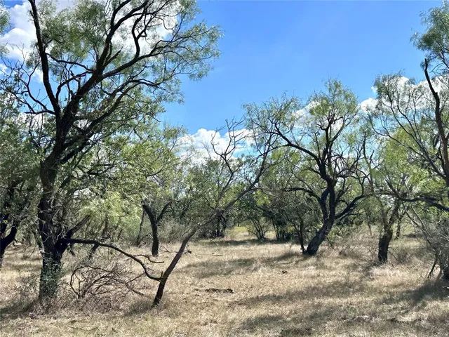 a view of a yard with plants and trees