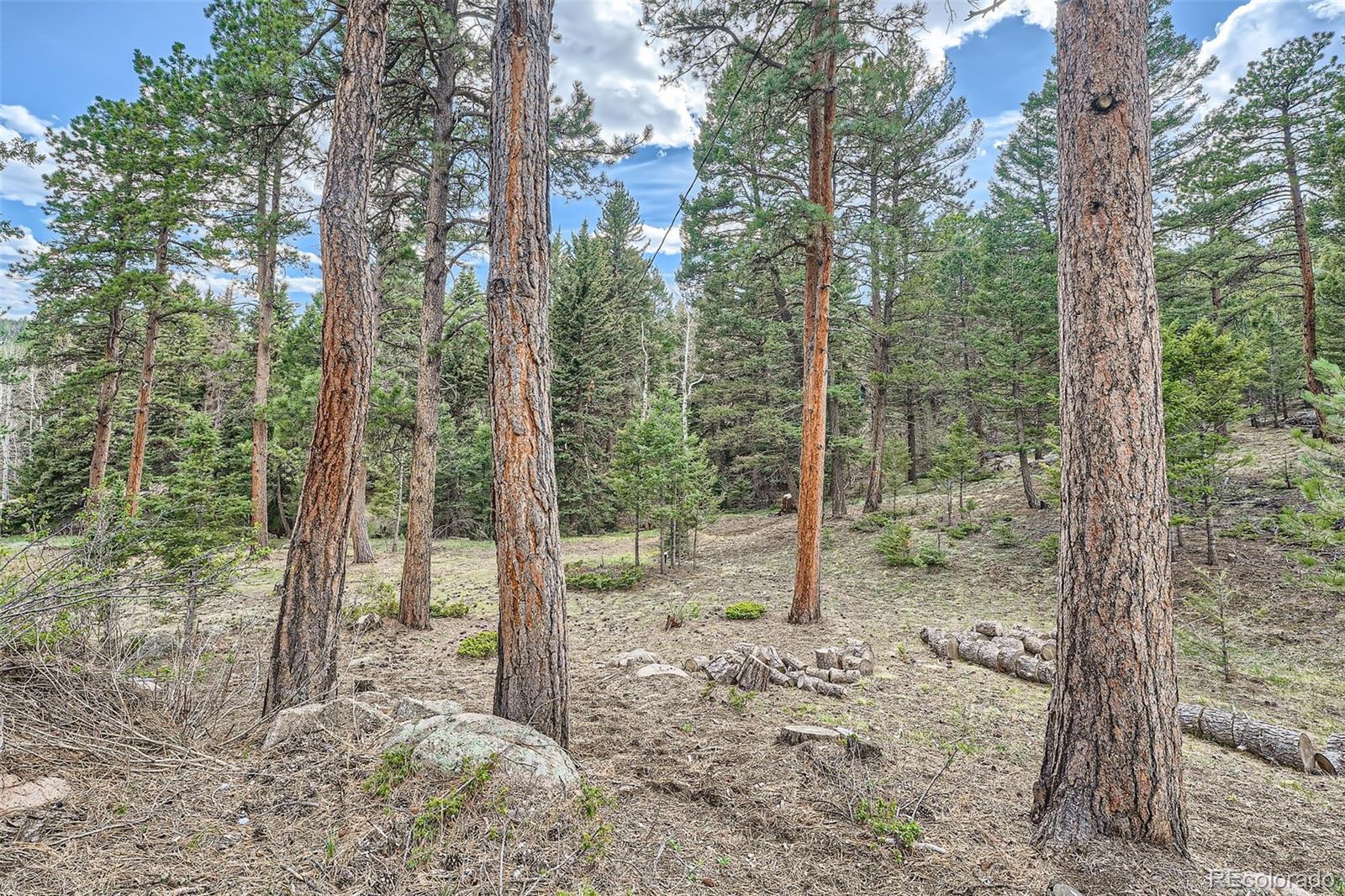 28669 Mountain View Road Conifer, CO 80433 - Photo 23 of 40 a view of a forest with trees