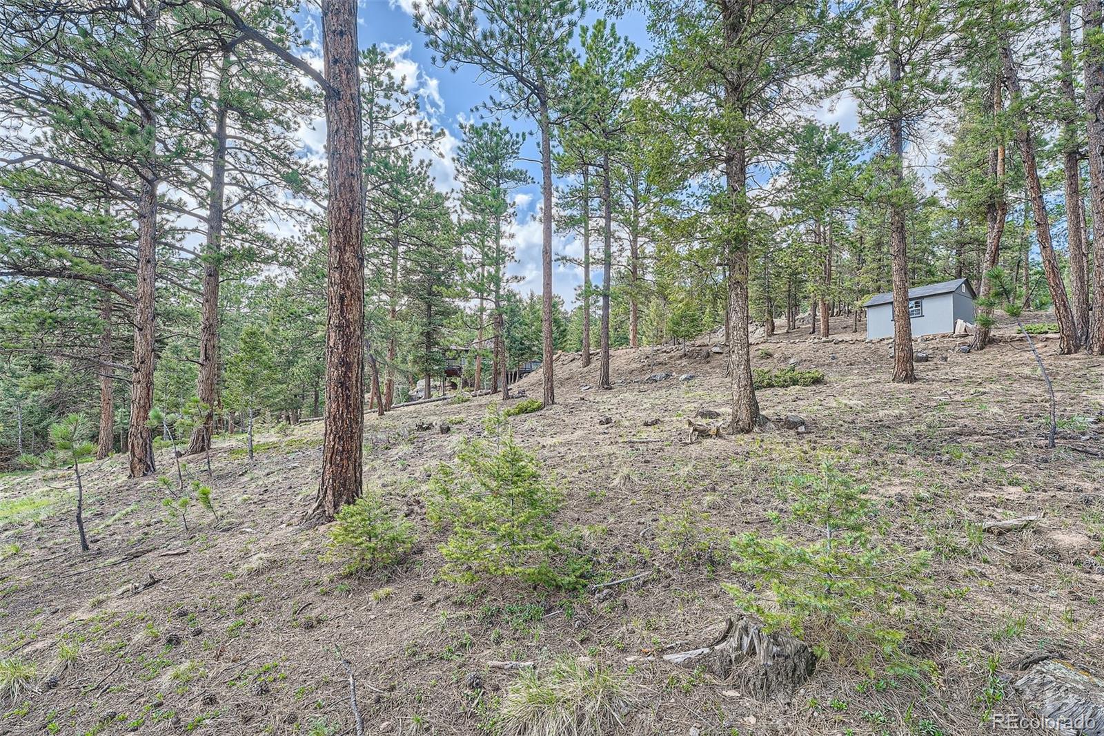 28669 Mountain View Road Conifer, CO 80433 - Photo 30 of 40 a view of a forest filled with trees