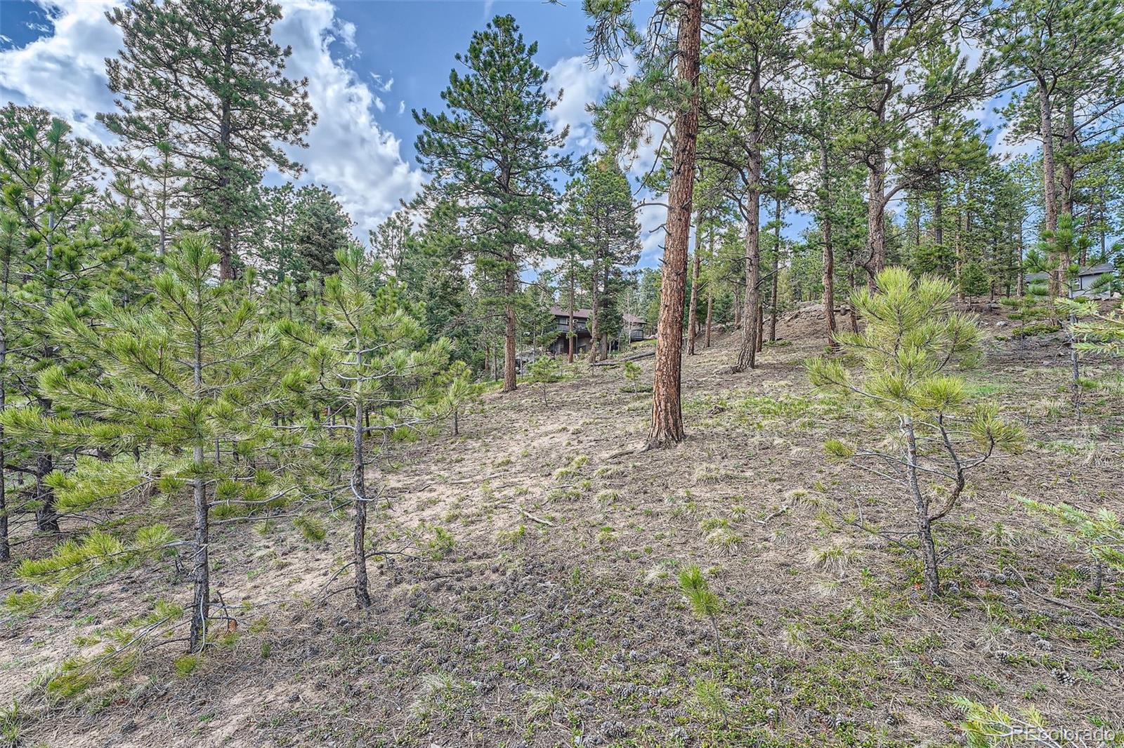 28669 Mountain View Road Conifer, CO 80433 - Photo 31 of 40 a view of a forest with trees in the background