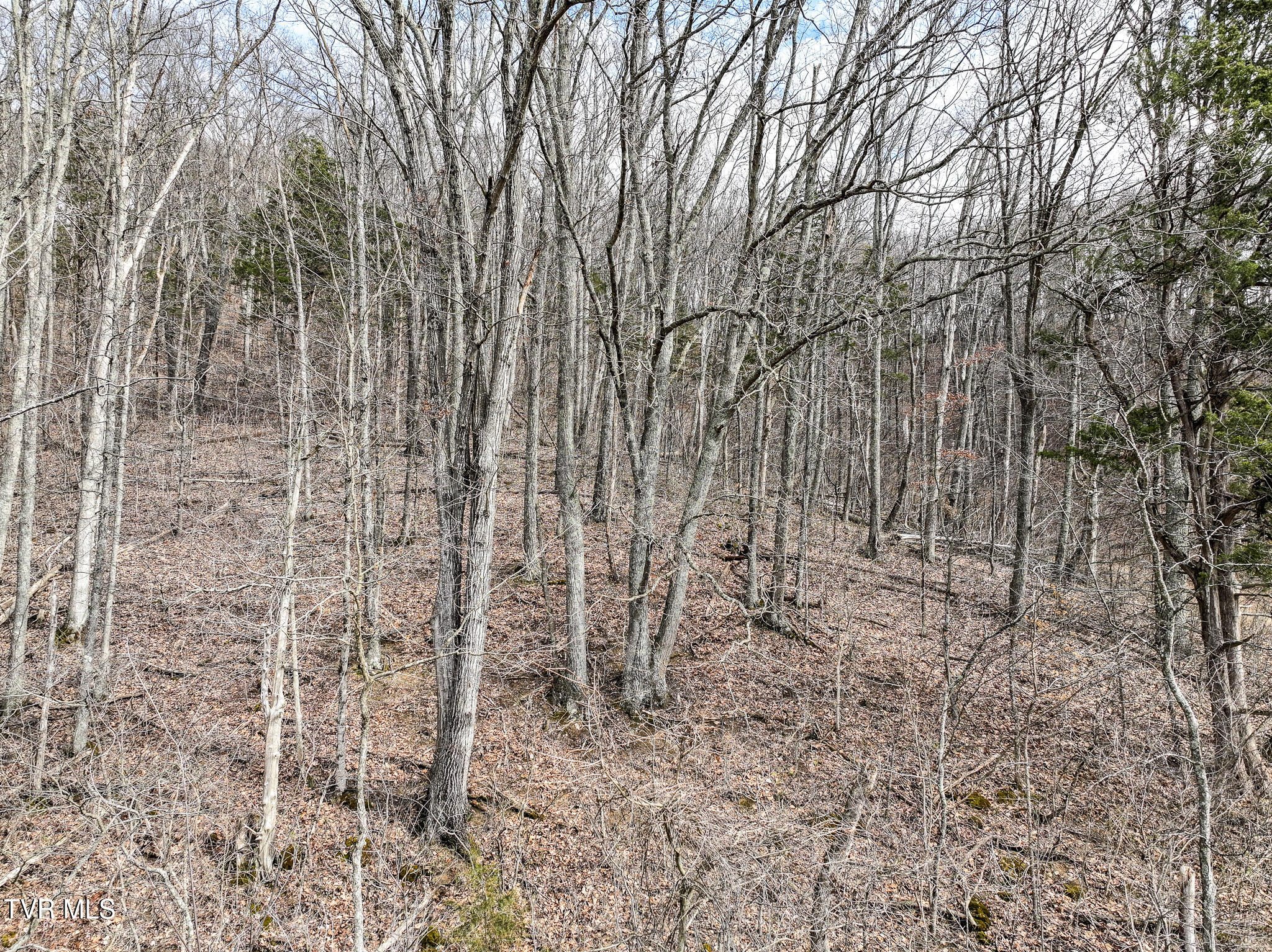 13 Rheatown Road, Unit 13 Chuckey, TN 37641 - Photo 8 of 10 Woods