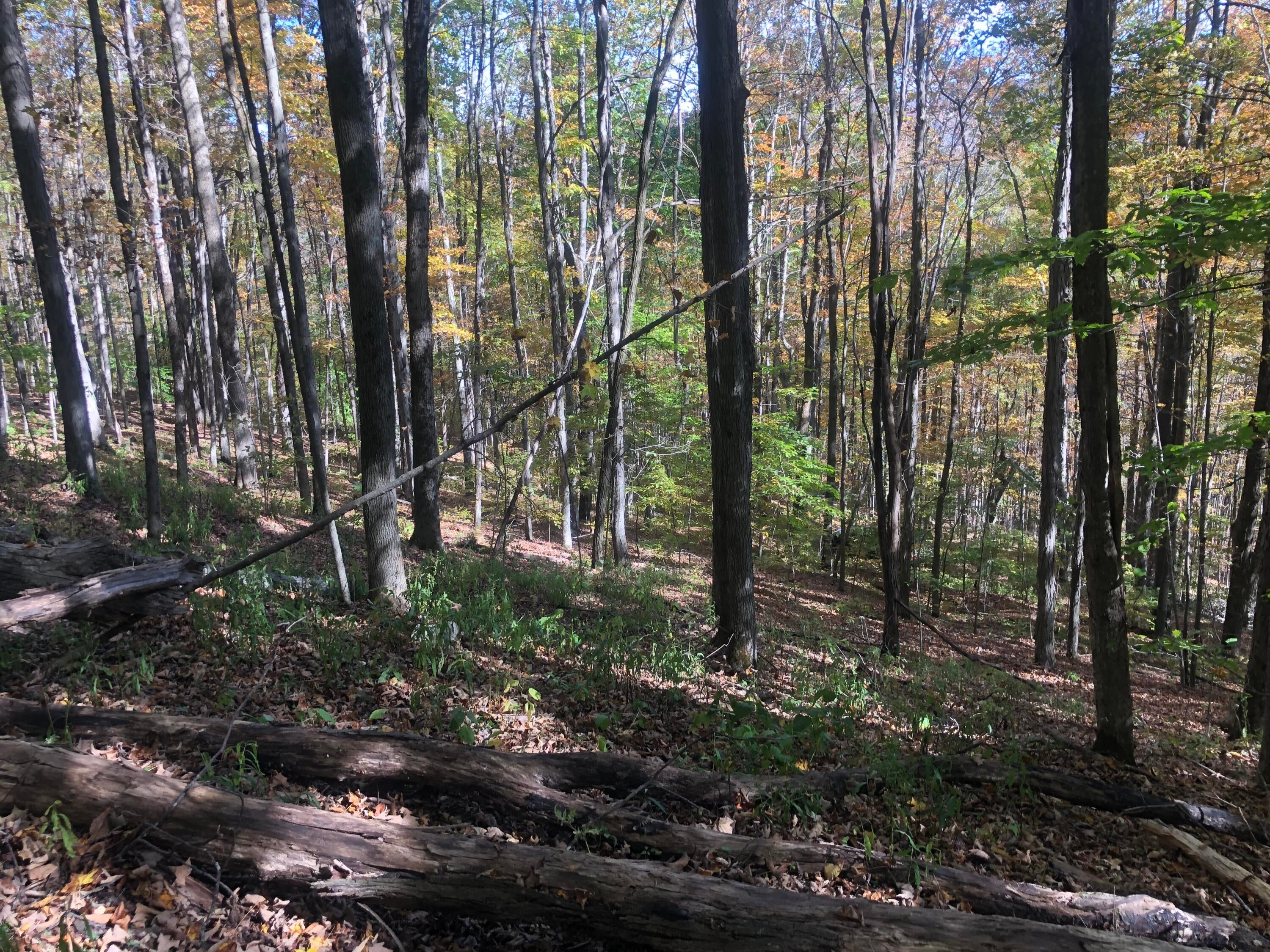 13 Upper Cherry Grove Road Slatyfork, WV 26291 - Photo 11 of 11 Gallery Image 11