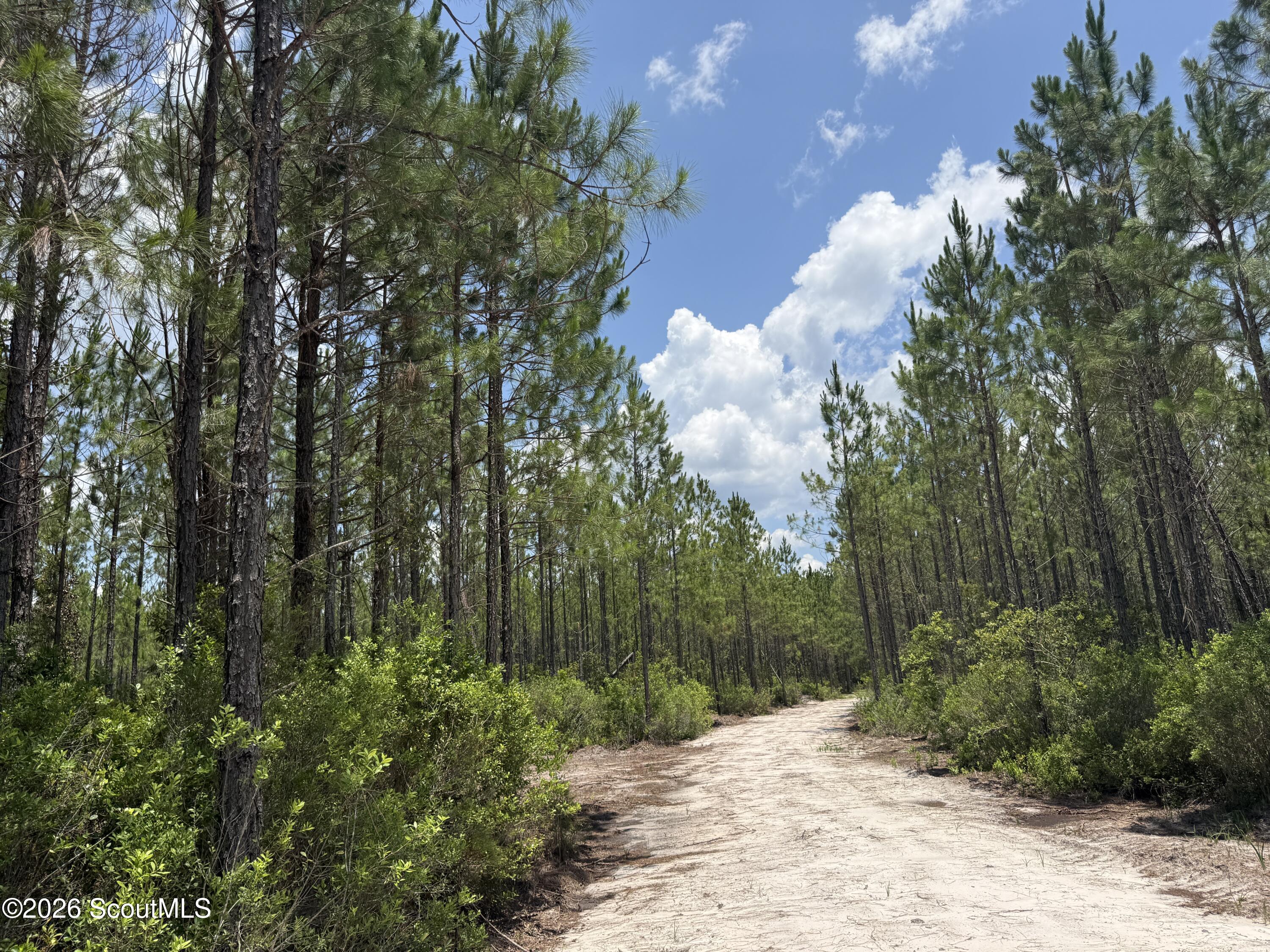 Lot 5 Corbitt Road, Unit LOT 5 Manor, GA 31550 - Photo 5 of 11 IMG_8006