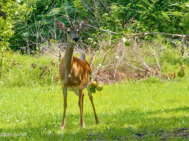 $219,000 | 869 West 4th Street, Parsons, TN 38363