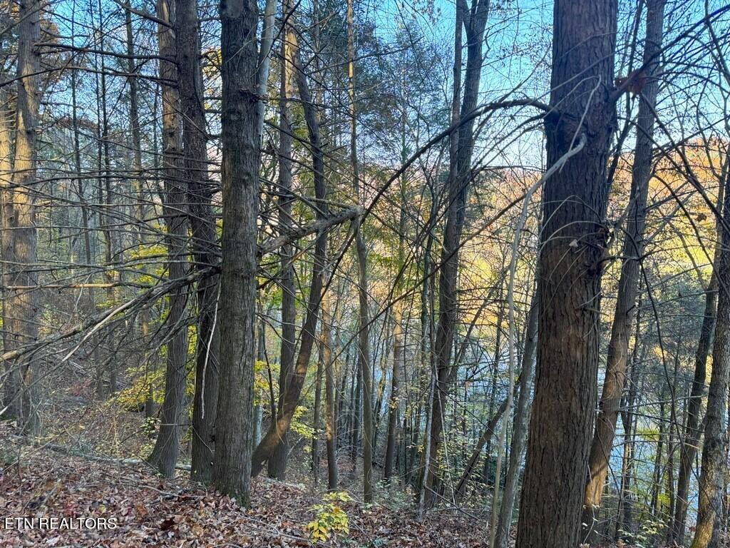 Bear Track Way Del Rio, TN 37727 - Photo 11 of 21 11