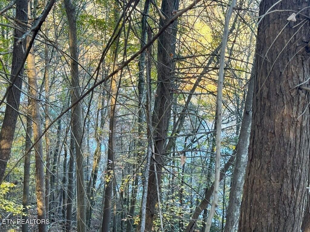 Bear Track Way Del Rio, TN 37727 - Photo 12 of 21 12