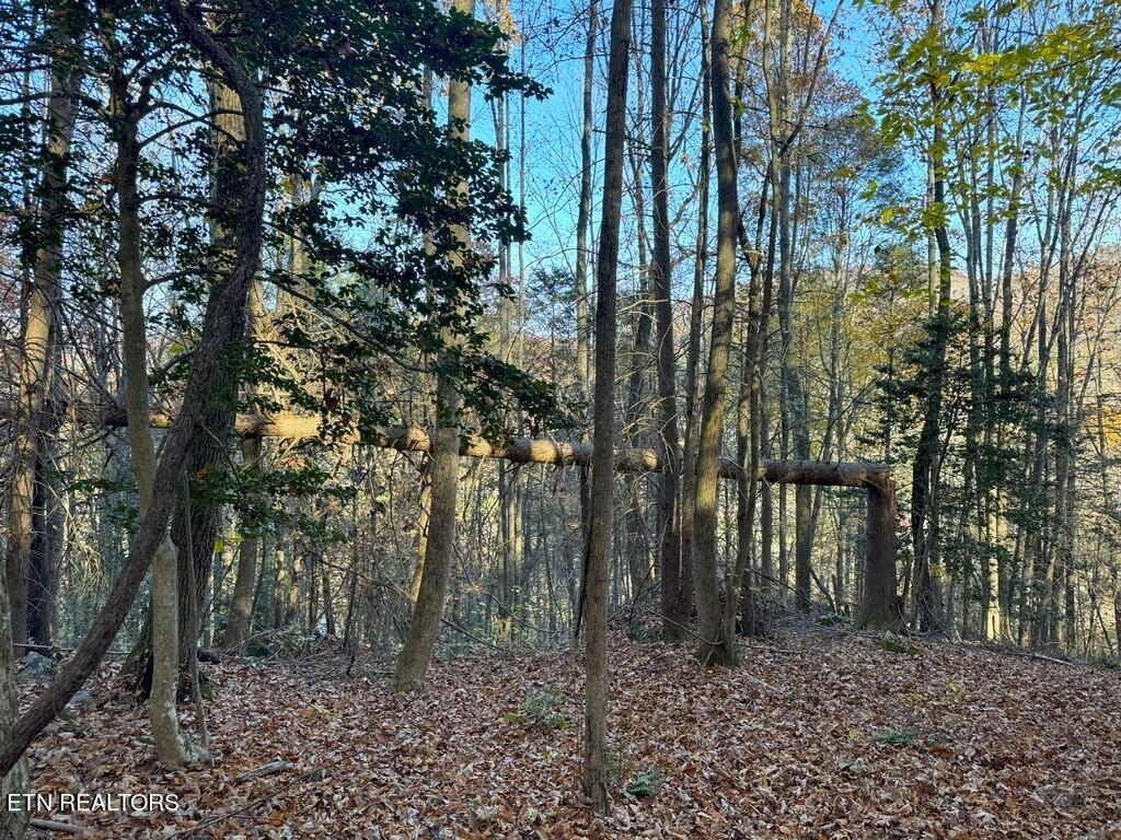 Bear Track Way Del Rio, TN 37727 - Photo 14 of 21 14