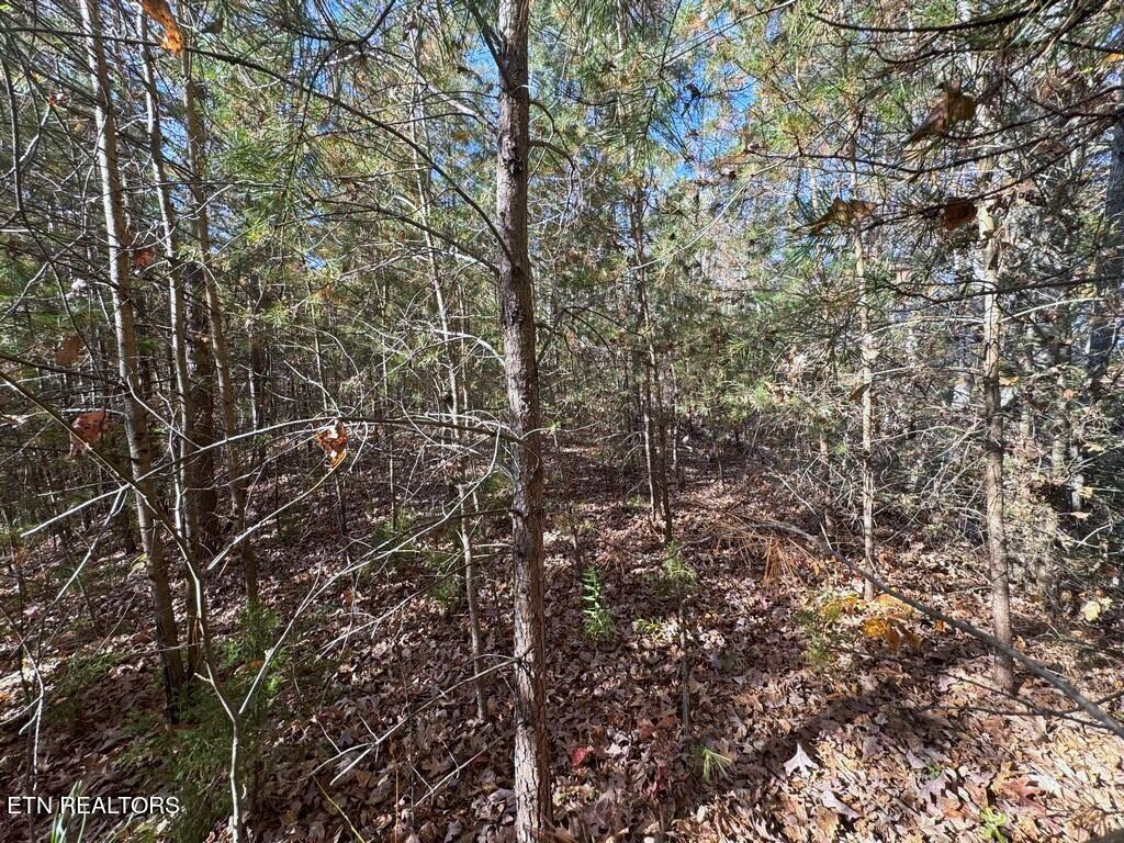 Bear Track Way Del Rio, TN 37727 - Photo 15 of 21 15
