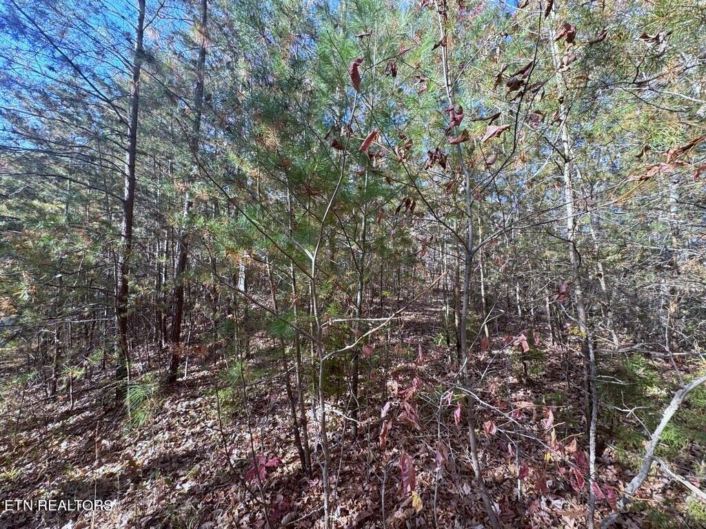 Bear Track Way Del Rio, TN 37727 - Photo 16 of 21 16